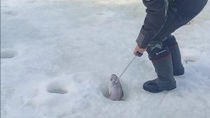 Ловим форель после запуска. Спорт-зона. Клёвое место Лосиный остров.