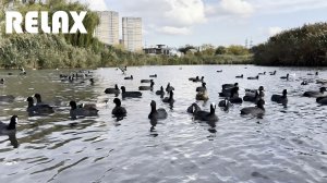 Природа, уточки в озере, звуки природы. Расслабляющее видео, релакс