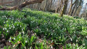 В Крыму весна! Миллионы подснежников на Аю-Даге. Пляж в бухте Панаир. Древний храм на берегу моря.