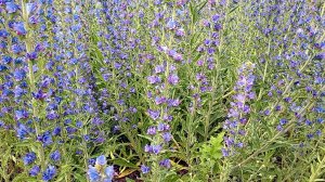 Синяк обыкновенный (Румянка)