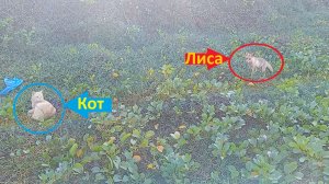 Приятные соседи