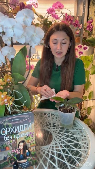 Мощная дешевая подкормка для орхидей