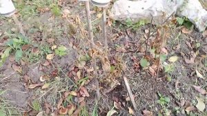 03-10-2025 Осенние огурцы, высокая грядка, сдачник, осень дача