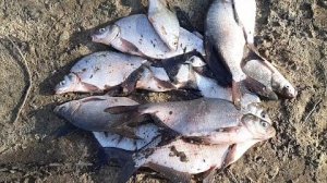 Нижняя Москва Река. Русская Рыбалка 2026. Зима. Вышли на Реку и Забрали Всю Рыбу