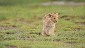 Гиены уже почти настигли маленького львёнка. Вы не поверите, что произошло дальше.
