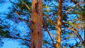 Белочки скачут