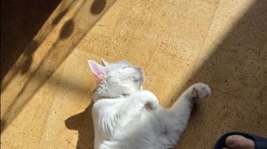 Милка лазит по шкафу