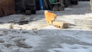 Скорее бы всё растаяло и поковыряться во дворе можно будет 🤤