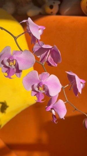 Шиллериана в лучах весеннего солнышка