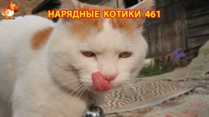 Нарядные Котики расслабляются на солнышке 🌞 🐈🐈🐈 (461)