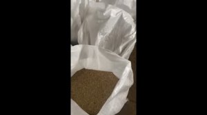 Очистка семян райграса, люцерны, эспарцета, чёрной горчицы на установке ЗСК - 70 и Петкусе!