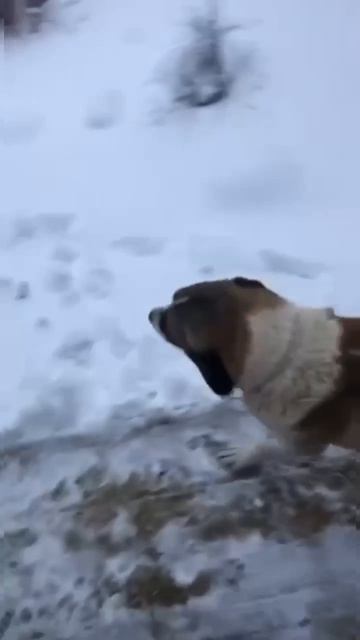 🌿 Наш богатырь САО Ахтар 🍀дома 🏠❗Пост в описании 🎥 #собака #алабай #сао #любовь #счастье