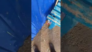 окола клуба