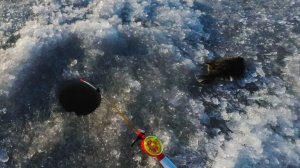 Весенняя рыбалка УГОЛЬНАЯ со льда в Амурском заливе.