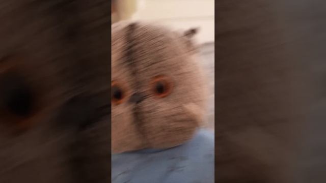 мой день с басикоми смотреть онлайн