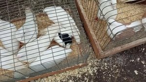 14.04.26 часть2 Ярмарка голубеводов в Самаре. Олег Костяков