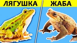 Чем различаются Лягушки и Жабы