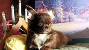 КАК подклеить УШИ длинношерстному щенку чихуа ? 15.03.26 #купить_чихуахуа_продаю +79215950848