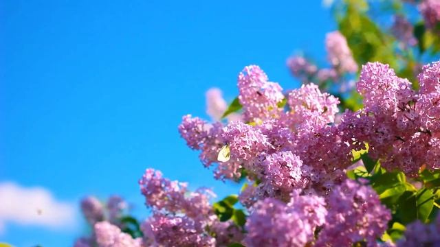 Цветёт сирень - Весна смотреть онлайн