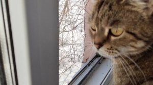 Мартовские коты