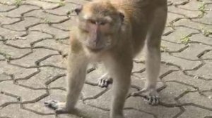 ТАЙЛАНД. ЭКСКУРСИЯ В ХРАМ "ПЕЩЕРА ТИГРА". ПЕЩЕРЫ, ОБЕЗЬЯНЫ