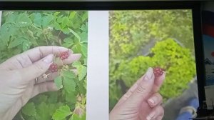 Выращивание княженики в контейерах