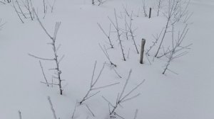 репортаж из заснеженного сада