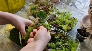 Разбираю малышей из тепличек. Отвечаю на комментарии и о жизни рассказываю