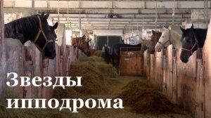 Деркульский конный завод пополнился жеребятами / События недели