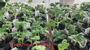 Обзор всходов и рассады томатов от четырех посевов в одном видео.
