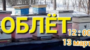 Пасека.Облёт пчёл 13 марта 2026г