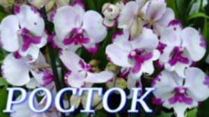 №1179/ СВЕЖАЯ поставка ШИКАРНЫХ орхидей в с/ц РОСТОК