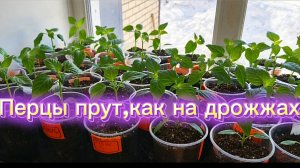 Рассада перцев прёт,как на дрожжах.В чём секрет?