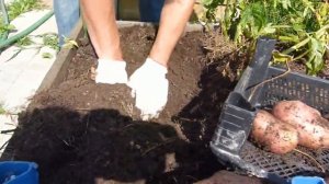 Выращивание раннего картофеля