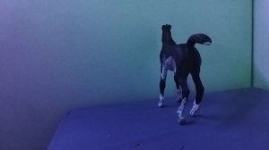 𓃗обзор на перекрасы𓃗