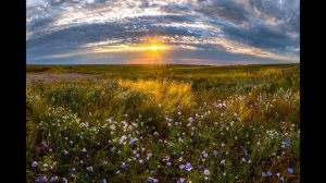 УТРО В СТЕПИ. Леденёв В.П