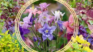 Какие многолетние растения можно вырастить из семян.