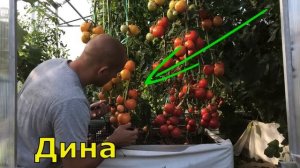 Все наши сорта томатов с описанием