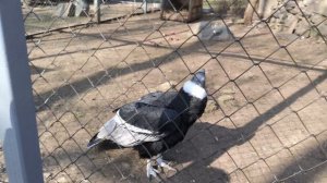 Ростовский зоопарк
(Выпуск 1)