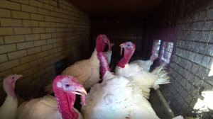 Когда индюки дерутся, ничего страшного не произойдет