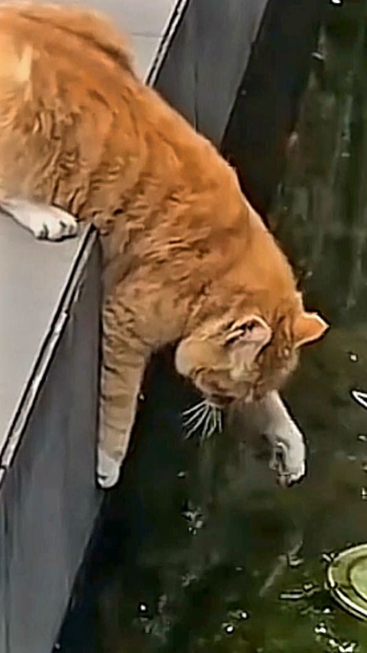Как коты ловят рыбу. Забавные животные