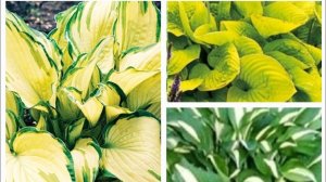 Простая женщина - Хосты в моем саду, что делаю с хостами  весной,посев хост семенами.🪴