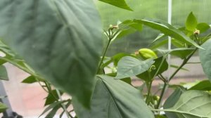 Вынужденная уборка перца