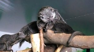 Мама бинтуронгов с тремя детьми переселяется в другой домик.