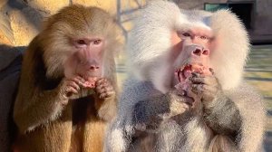 Почему КРУЖИТСЯ Елисей!_ 😲 Мясо летит во все стороны! Гамадрилы жуют, аж носопырки торчат!😂 (1)