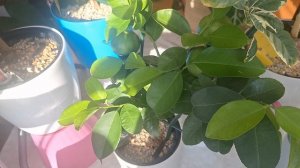 Цитрусята на солнышке