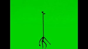 футаж сиреноголовый жираф.