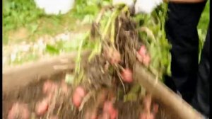 Выращивание картофеля в коробе под мульчёй