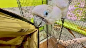 КАКАДУРКА! У Жорика срывает крышу, он сначала падает мне на грудь, а потом кидается