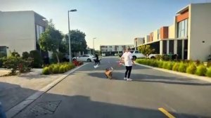 Как познакомить собак (Один из способов)